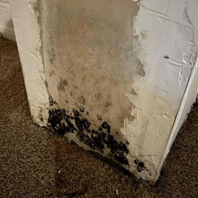 Professional Mold Removal in Clay, CA